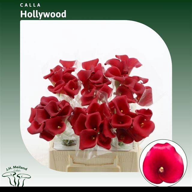 <h4>ZANT CAPT HOLLYWOOD</h4>