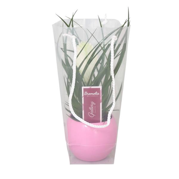 <h4>Tillandsia cyanea 'Biancini' in roze bolpot in blanco draagtas</h4>