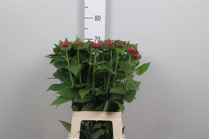 <h4>Monarda Karin</h4>