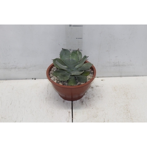AGAVE PARRYI C18