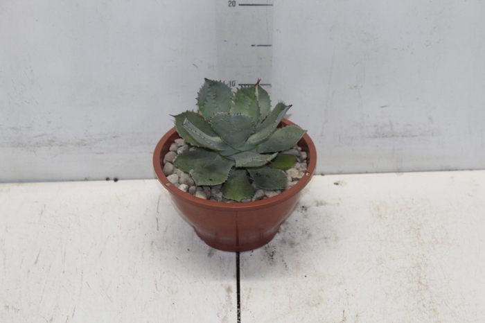 <h4>AGAVE PARRYI C18</h4>