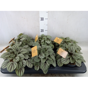 Peperomia