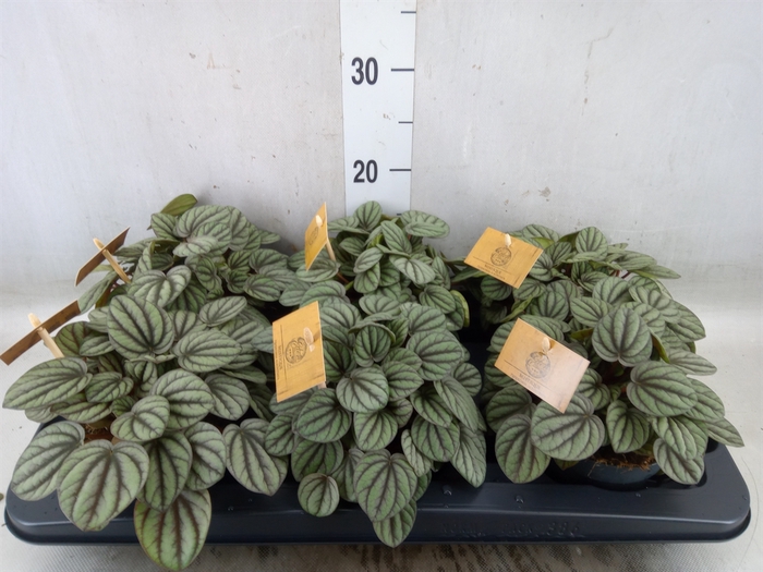 <h4>Peperomia</h4>