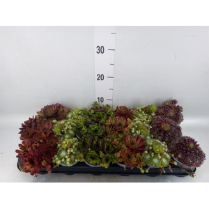 Sempervivum   ...mix