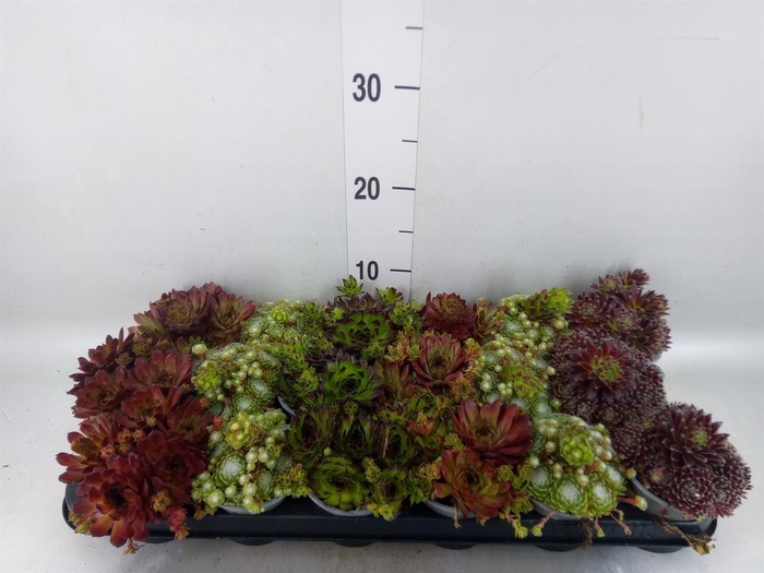 <h4>Sempervivum   ...mix</h4>