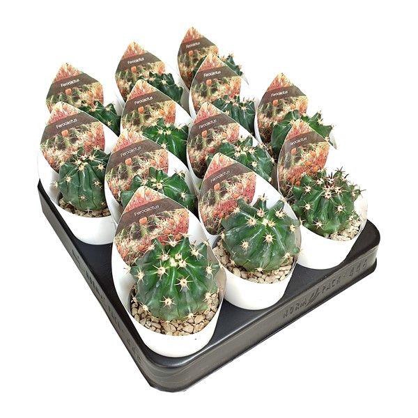 <h4>FEROCACTUS LATISPINU</h4>