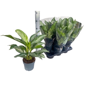 Aglaonema Silver Bay 17Ø 65cm 2pp