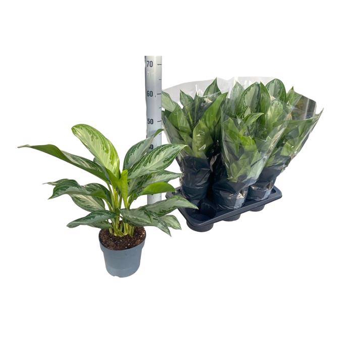 <h4>Aglaonema Silver Bay 17Ø 65cm 2pp</h4>