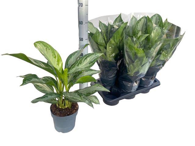 Aglaonema Silver Bay 17Ø 65cm 2pp