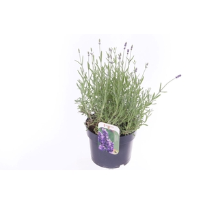 Lavandula ang. Essence Purple