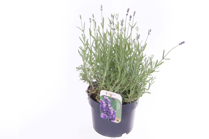 <h4>Lavandula ang. Essence Purple</h4>