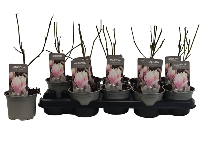 <h4>MAGN SOULANGEANA</h4>