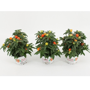 Solanum pseudocapsicum
