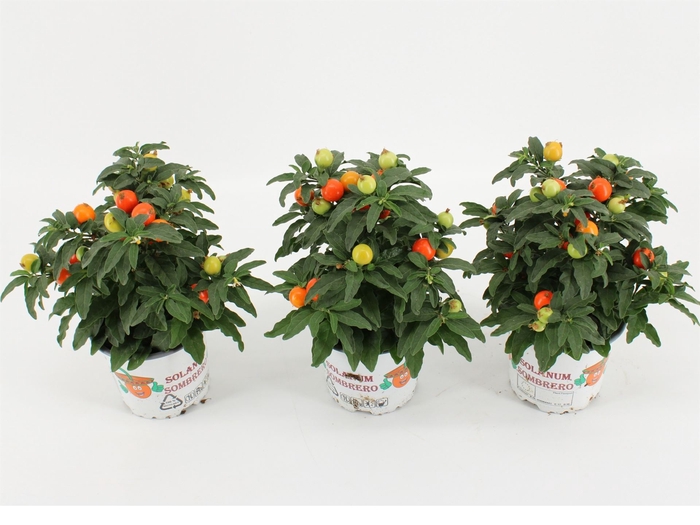 <h4>Solanum pseudocapsicum</h4>