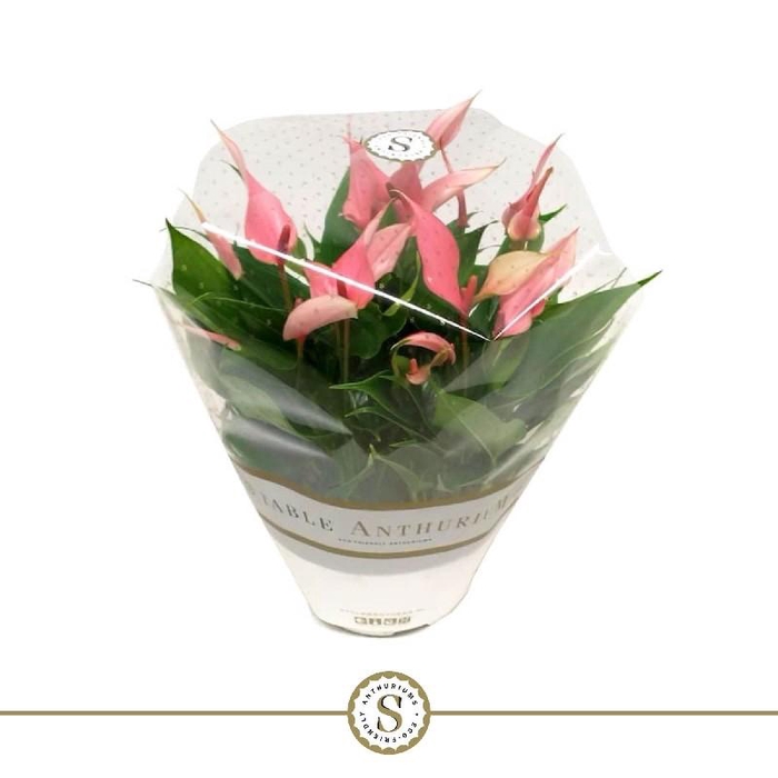 Anthurium Lilli schaal