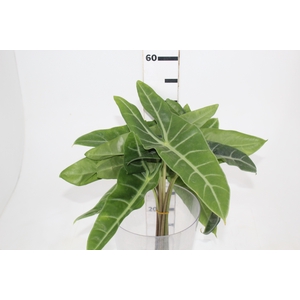 FOLHAGEM ALOCASIA LONGILOBA 040 CM