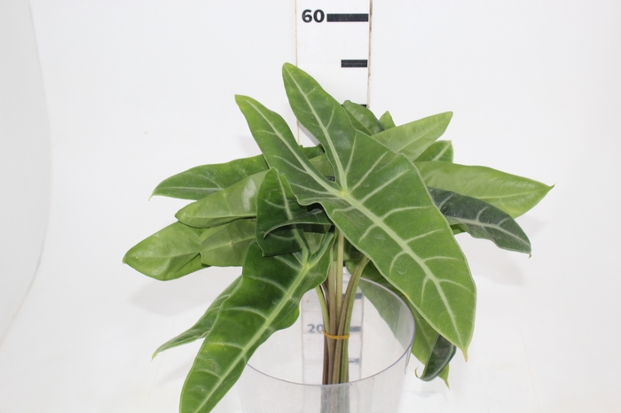<h4>FOLHAGEM ALOCASIA LONGILOBA 040 CM</h4>