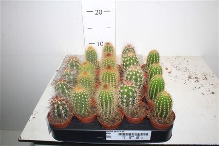 <h4>Cactus Gem 5 Srt</h4>