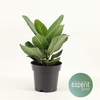 Ficus benghalensis Audrey®