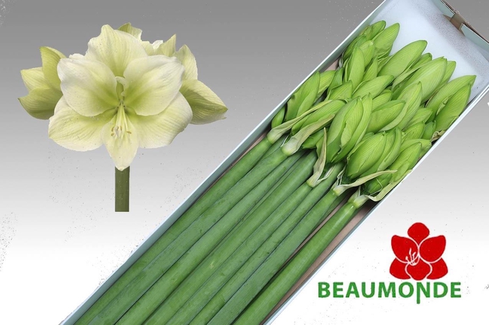 <h4>HIPP GA CHALLENGER</h4>