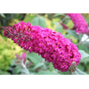 Buddleja gemengd