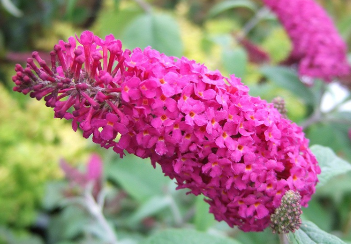Buddleja gemengd