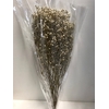 Gypsophila on stem 60gr ivoor