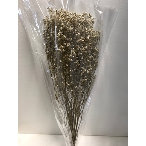 Gypsophila on stem 60gr ivoor