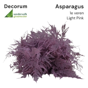 ASP 1e veren Light pink 45cm box x50