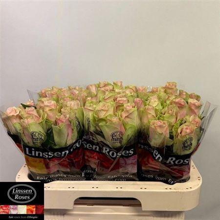 <h4>R Gr La Belle</h4>