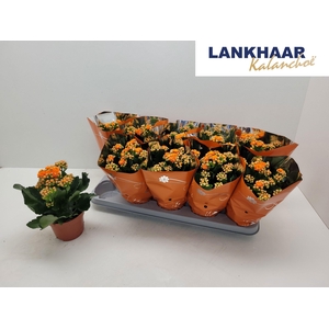 KAL GE PERFECTA ORAN