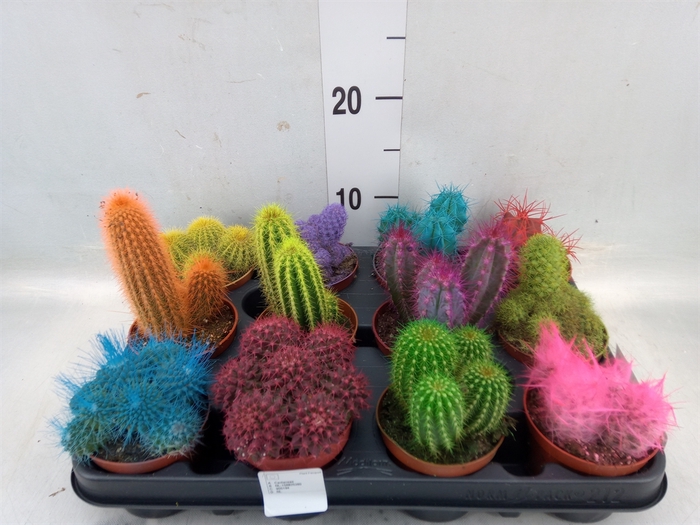 <h4>Cactus   ...</h4>