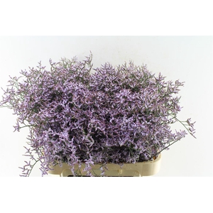Lim Saf Lilac 40 Gram