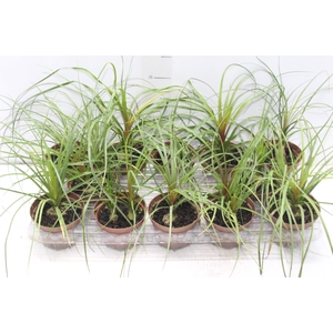 BEAUCARNEA RECURVATA P11