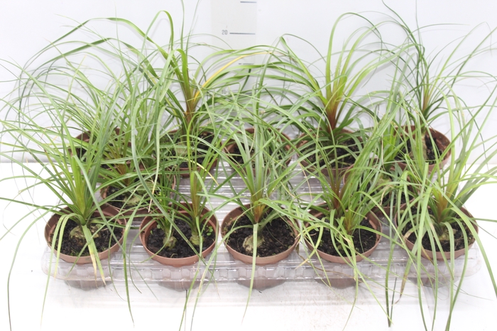 <h4>BEAUCARNEA RECURVATA P11</h4>