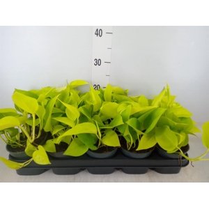 Epipremnum pinn. 'Golden Pothos'