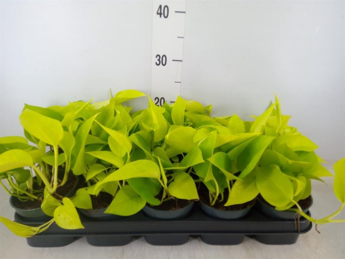 <h4>Epipremnum pinn. 'Golden Pothos'</h4>