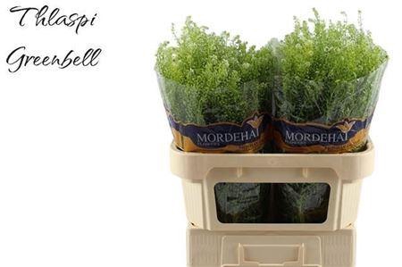 <h4>Lepidium Green Bell</h4>