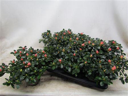 <h4>Rhodo Si C Mattelin</h4>