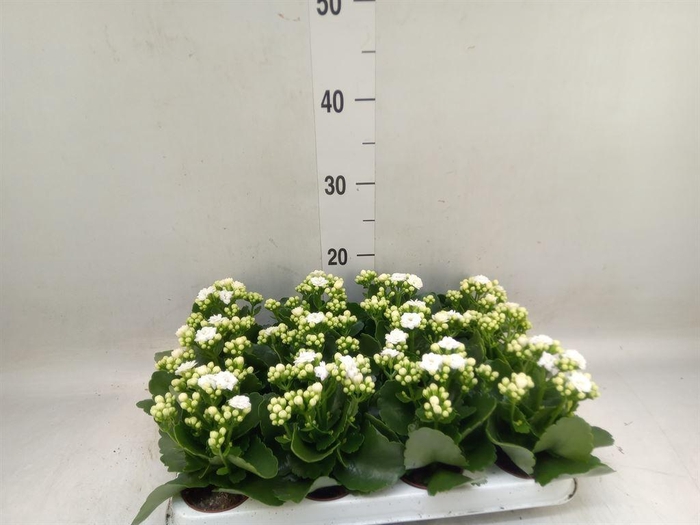 <h4>Kalanchoe blos. 'Perfecta White'</h4>