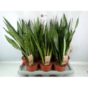 Sansevieria zeylanica