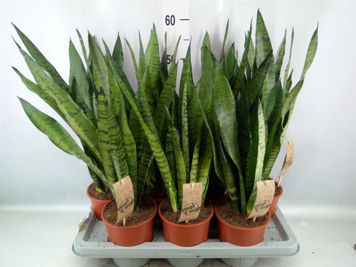 <h4>Sansevieria zeylanica</h4>