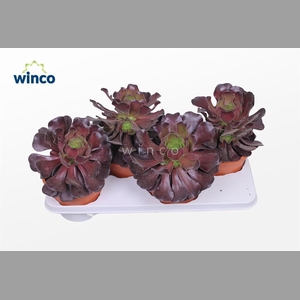 AEONIUM AB VELOURS