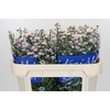 Aster Claudia