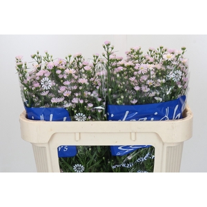 Aster Claudia