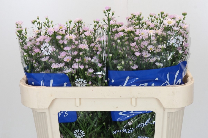 <h4>Aster Claudia</h4>