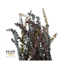 Dried Bleached Eucalyptus Baby Blue Autumn Mix