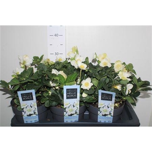 Hell Ni Chr Carol 5+