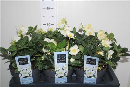 <h4>Hell Ni Chr Carol 5+</h4>