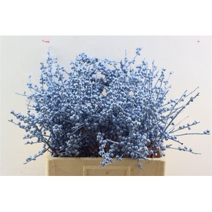 Ilex Klbh Gl Ijsblauw Stem